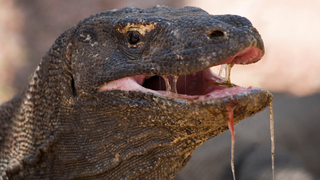 Cast the 7-Eleven monitor lizard in the MonsterVerse, you cowards